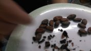 La fève de cacao